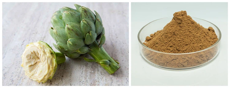 product-750-289 Artichoke Extract Powder from Cynara Scolymus L.