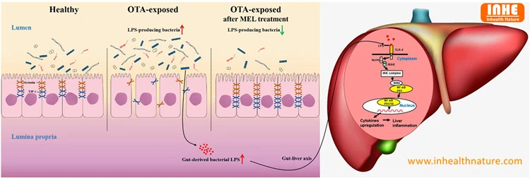 Harmful Effects on Liver of Ochratoxin A Harmful Effects on Liver of Ochratoxin A